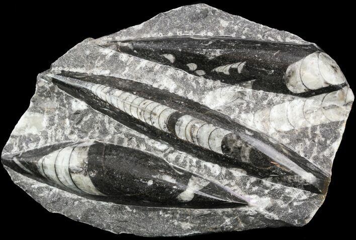 Polished Fossil Orthoceras (Cephalopod) Plate #52574